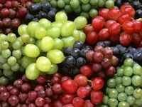 freshly harvested grapes