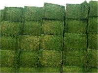 First GradeAlfalfa Hay Bales