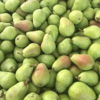 FRESHLY HARVESTED PEARS