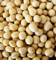 First Grade soyabeans for sale