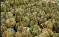 DURIANS FOR SALE