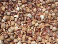 high grade Betel Nuts for sale