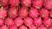 fresh dragon fruits