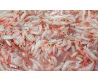 SALTED BABY SHRIMP FROM VIETNAM