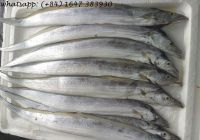 HIGH QUALITY RIBBON FISH FROM VIETNAM