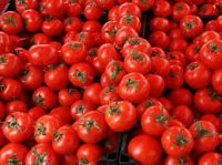 Fresh Red Farm Harvested Tomatoes