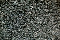 Sunflower oil seeds