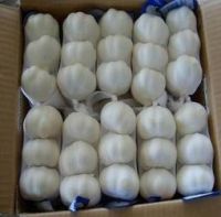 Normal/Pure white garlic