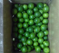 Fresh Seedless Lime - Hasuko Foods - 84988658328