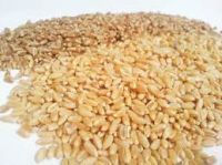 Bulk Wheat Grains , Wheat , Corn , Gluten , seeds for Sale