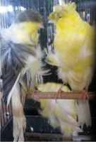 Live Birds and Live Canary Birds, Singing Birds Available for Sale