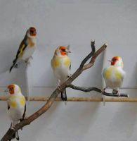 Finch Live Birds, Goldfinches, gouldian finches  export