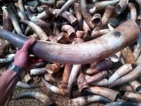 Buffalo/ox /cow Raw horn for decoration manufacturing