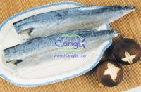 sell frozen mackerel fillet