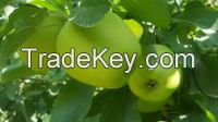 Apples  Fresh and NAtural from TURKEY