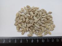 Sunflower Kernels