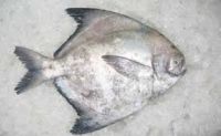 Chinese Pomfret For Sale