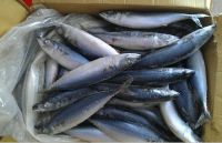 Frozen Mackerel Fish, Frozen Horse Mackerel Fish, Frozen Hake Fish