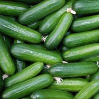 Fresh cucumber or dried cucumber/ cucumber seeds