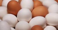 wholesale fresh yellow sale yolks whites organic chicken eggs price in bulk egg making bulk for sale