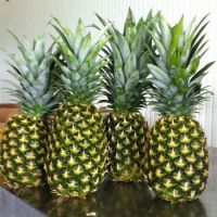 Fresh  Pineapple