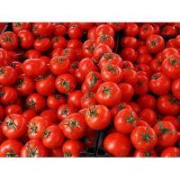farm specification fresh tomato fresh tomatoes for sale with great price