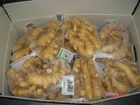 HIGH QUALITY FROZEN /SALTED / FRESH GINGER FOR SALE NOW