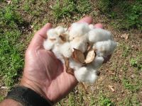 Cheap prices Cotton Linter / Cotton Linter pulp / Cotton Waste