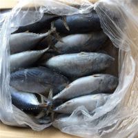 Whole Frozen Bonito Tuna Fish For Sale