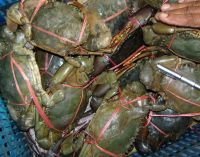 Fresh Frozen and Live Mud Crabs , Blue Crab and Blue Crabs for sale at a low rate