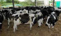 Healthy cows and Pregnant Holstein Heifers