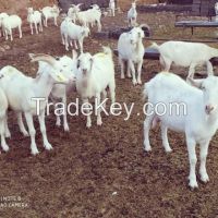 SHEEP, CATTLE , GOATS , AND BOERS GOAT