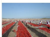 Sell good qualtiy xinjiang sun dried tomatoes