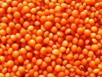 Premium Quality Red Lentil Football