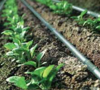 Drip Irrigation Pipes