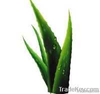 Aloe Vera Extract