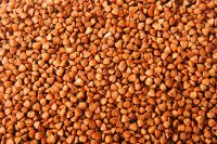 buckwheat kernel