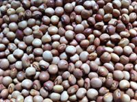 Premium grade Pigeon Peas for export at best prices