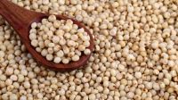 Sorghum for human and animal feed production