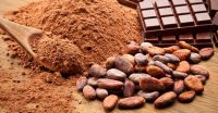 Top quality cocoa beans and powder for exportation