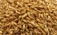 Best grade barley for exportation