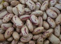 Quality sugar beans at most affordable prices.