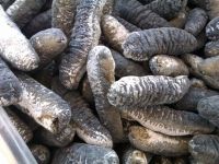 Premium quality sea cucumber for exportation