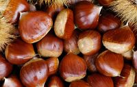 Premium quality Chestnut for exportation