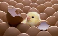 Fetile Broiler hatching eggs and chicks for sale