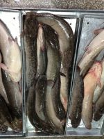 New Season Fresh Frozen Catfish