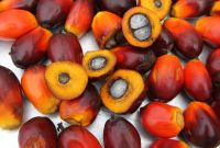 Fresh Palm Nuts