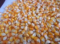 Dry Maize/Dried Yellow Corn/Dried Sweet Corn