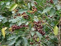 High quality green coffee bean wholesale arabica coffee bean price