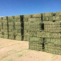 Cheap Alfafa Hay for Animal Feeding Stuff Alfalfa , hay/alfalfa hay/high vitamin rabbit hay food for wholesale
